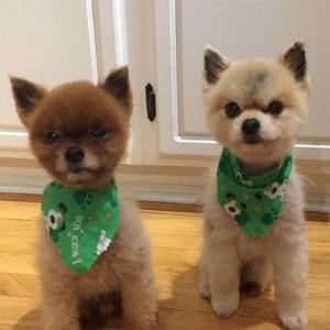 Meet your Posher, Tracey